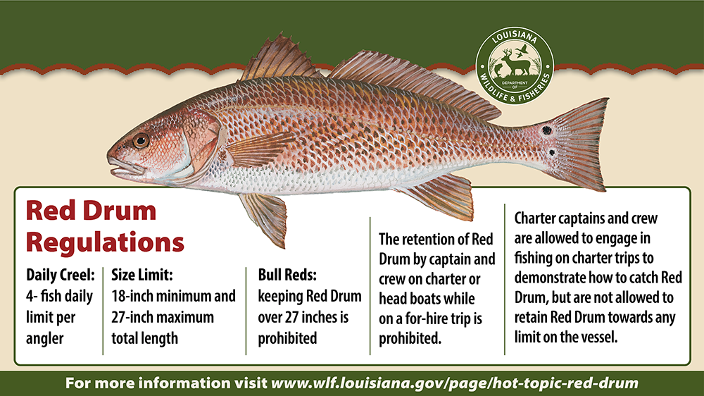 new red drum regulation graphic