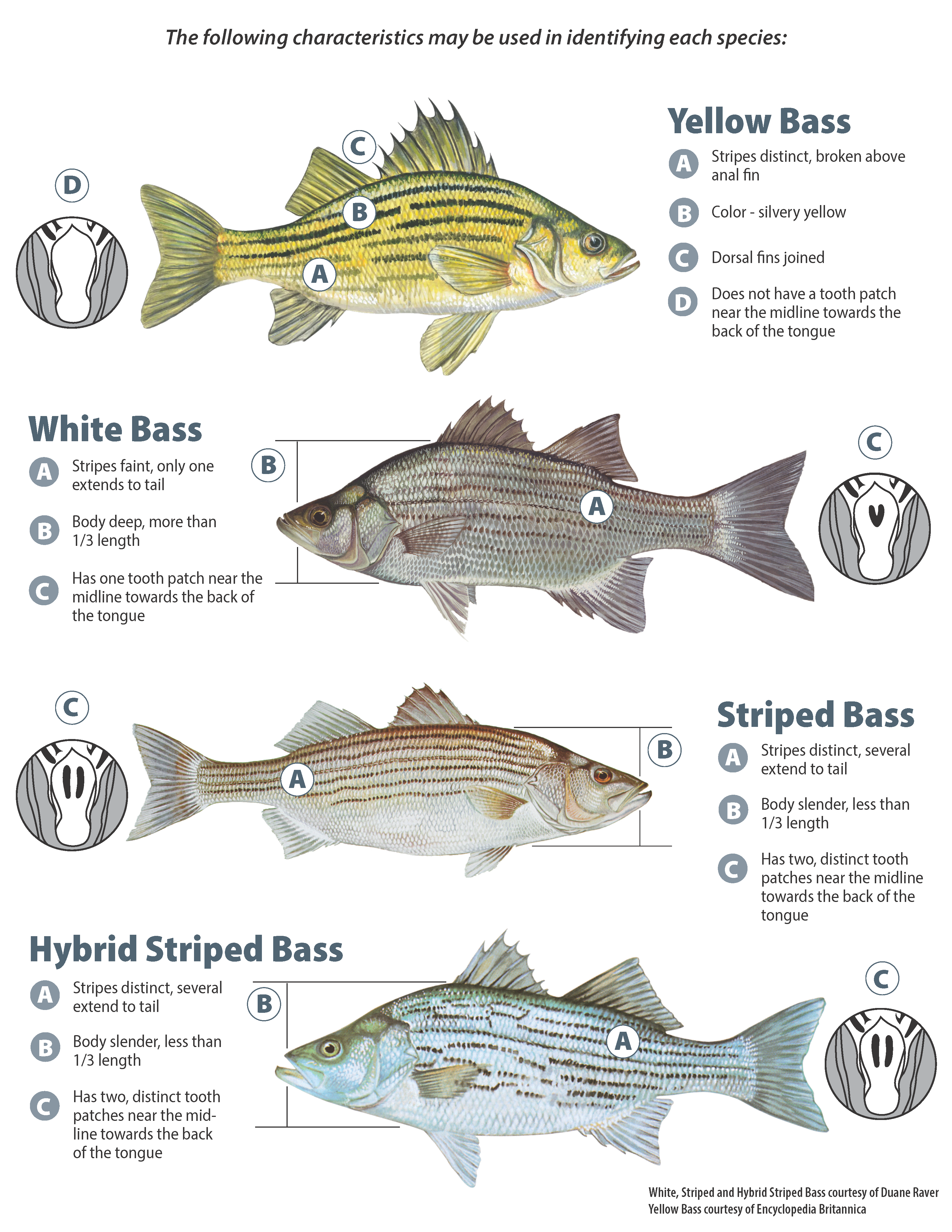 striped bass identification