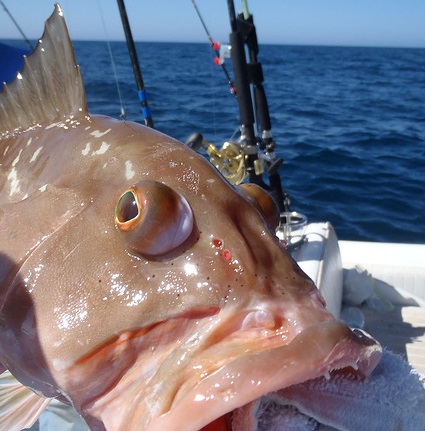 https://www.wlf.louisiana.gov/assets/Fishing/Recreational_Fishing/Images/Bulging-eyes_Florida-SeaGrant2.jpg