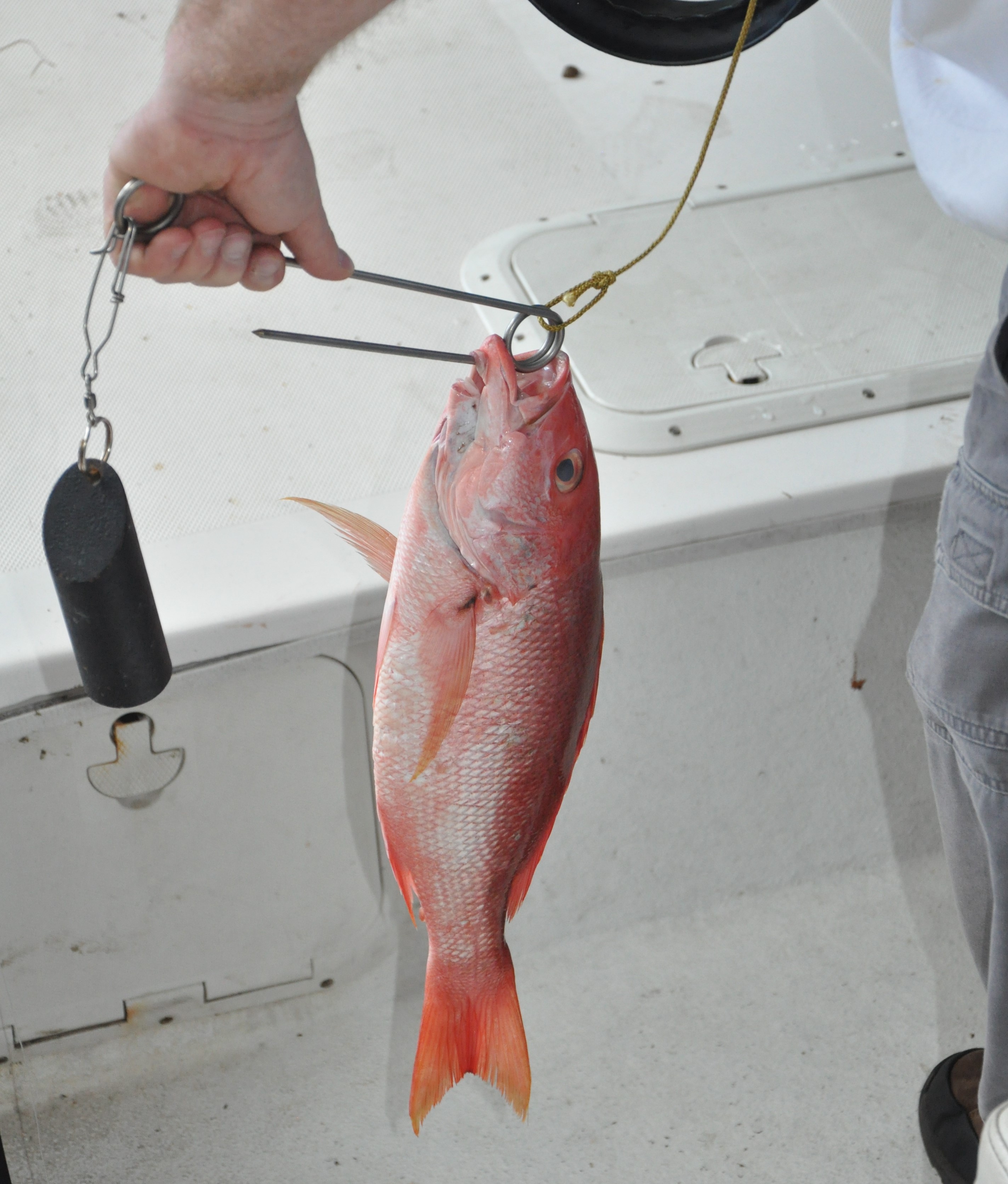 What is Barotrauma and What Can Anglers do About it When Releasing Fish?