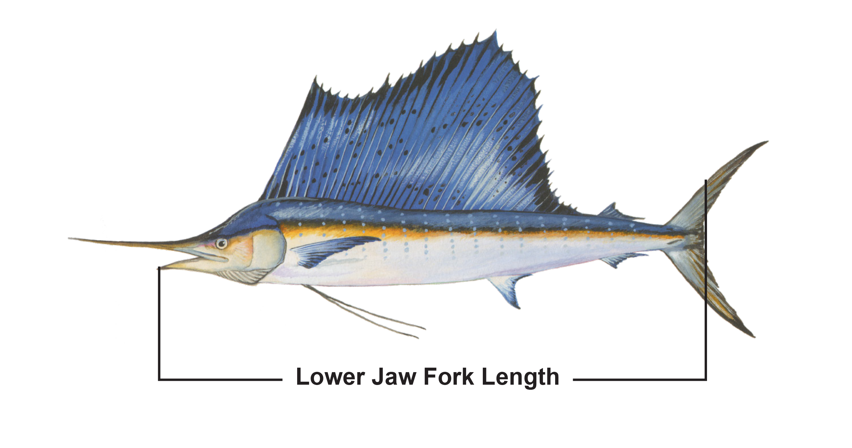 https://www.wlf.louisiana.gov/assets/Fishing/Recreational_Fishing/Images/lower_jaw_fork_length.jpg