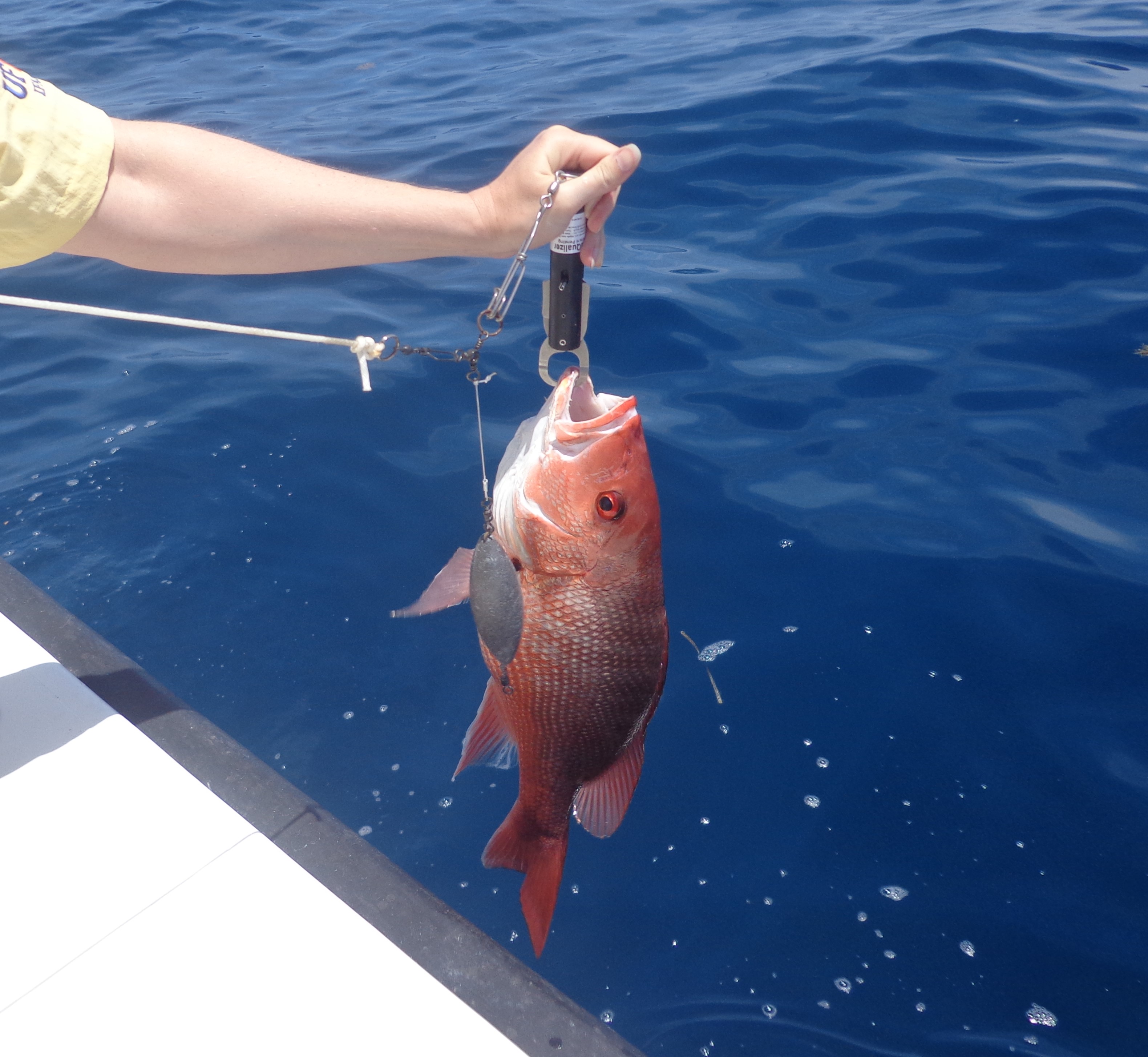 Releasing deep-water fish: treat barotrauma - Bass Fishing Forum