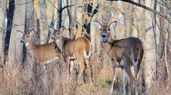 Image of three deer in the woods
