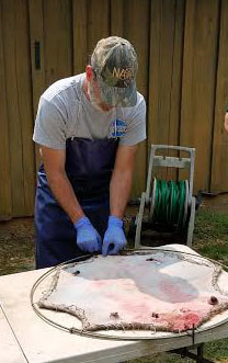 Beaver Pelt handling