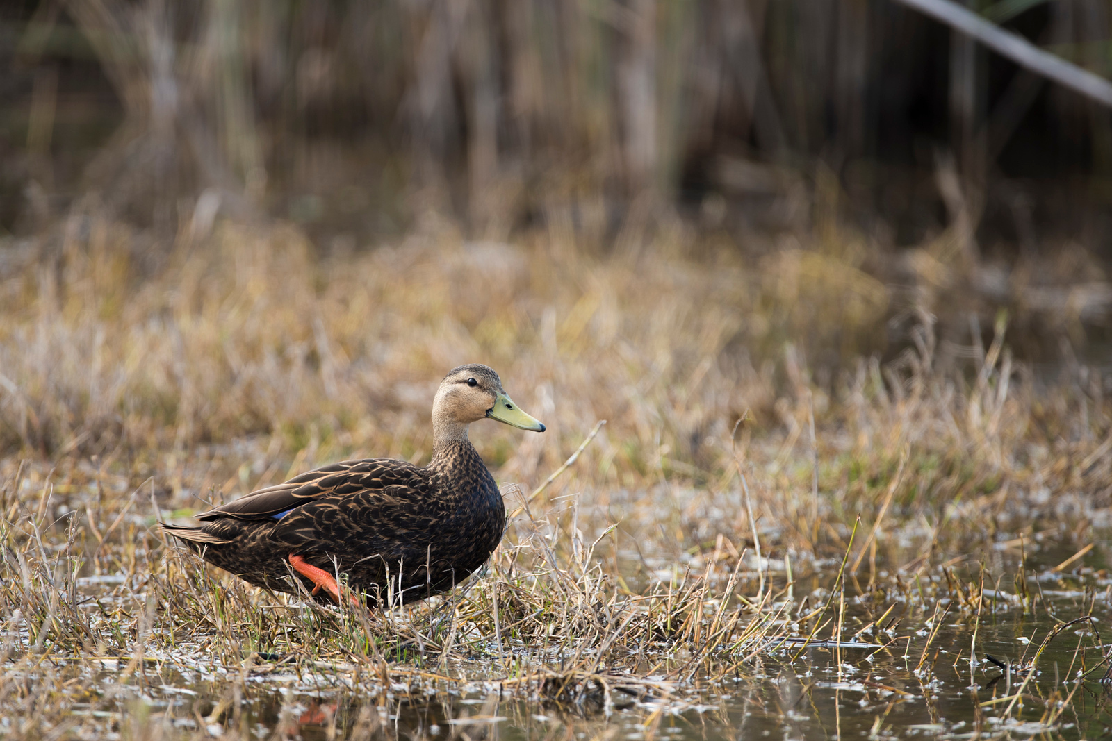 LDWF Reminds Waterfowl Hunters of New Mottled Duck Hunting Regulations