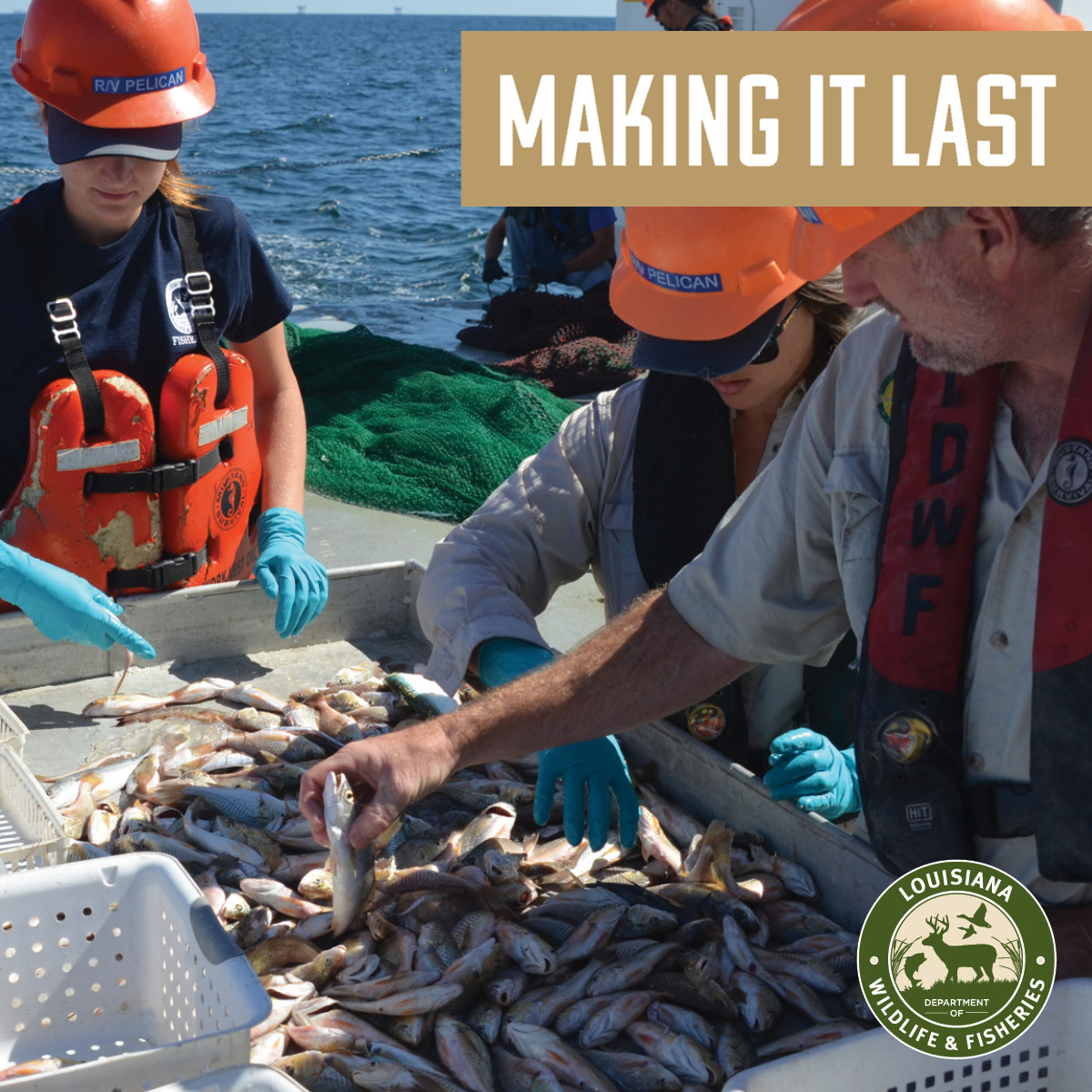Louisiana Fisheries - Quality Improvement Project