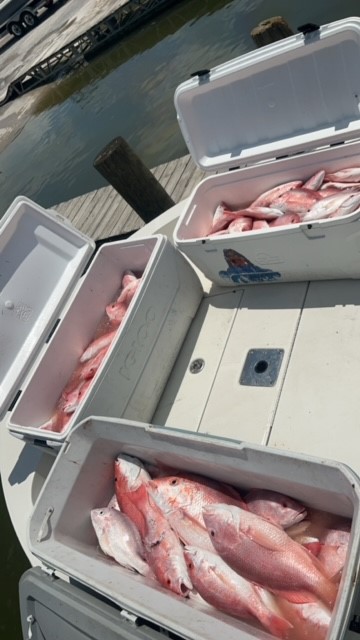 Red snapper in coolers
