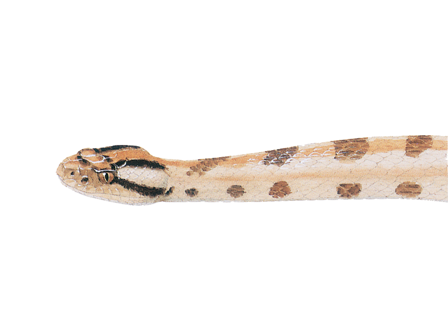 Illustration of a Pygmy Rattlesnake