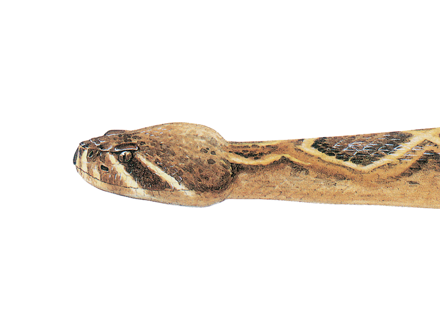 Eastern Diamond-backed Rattlesnake detail image